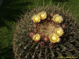 Ferocactus hystrix